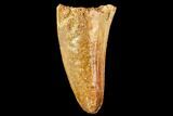 Bargain, Fossil Crocodile (Elosuchus) Tooth - Morocco #109923-1